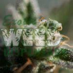 Medical marijuana