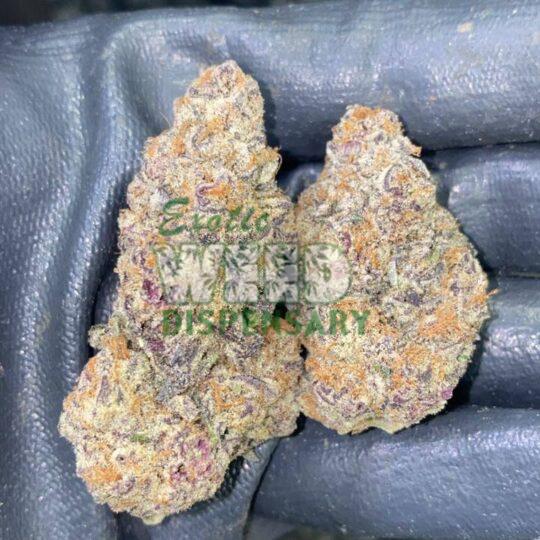 mimosa strain
