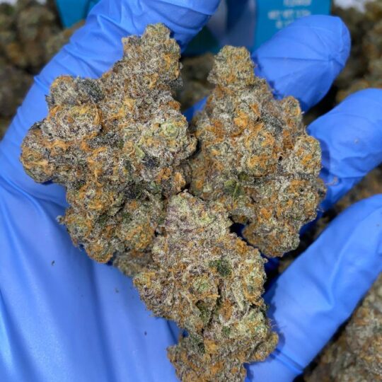 Exotic Gary Payton Strain