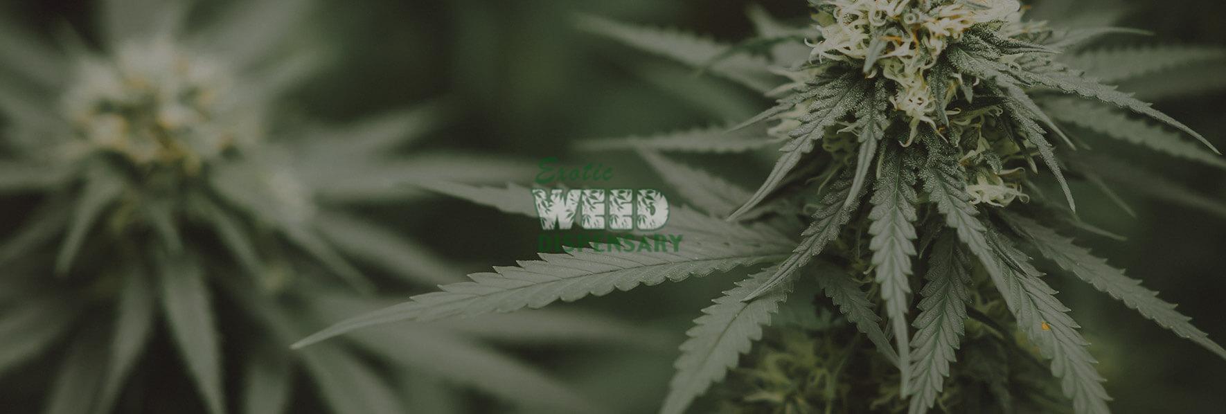 Best marijuana strain for Anxiety