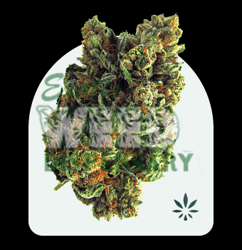 Best Sativa Strains