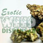 Cannabis business social network