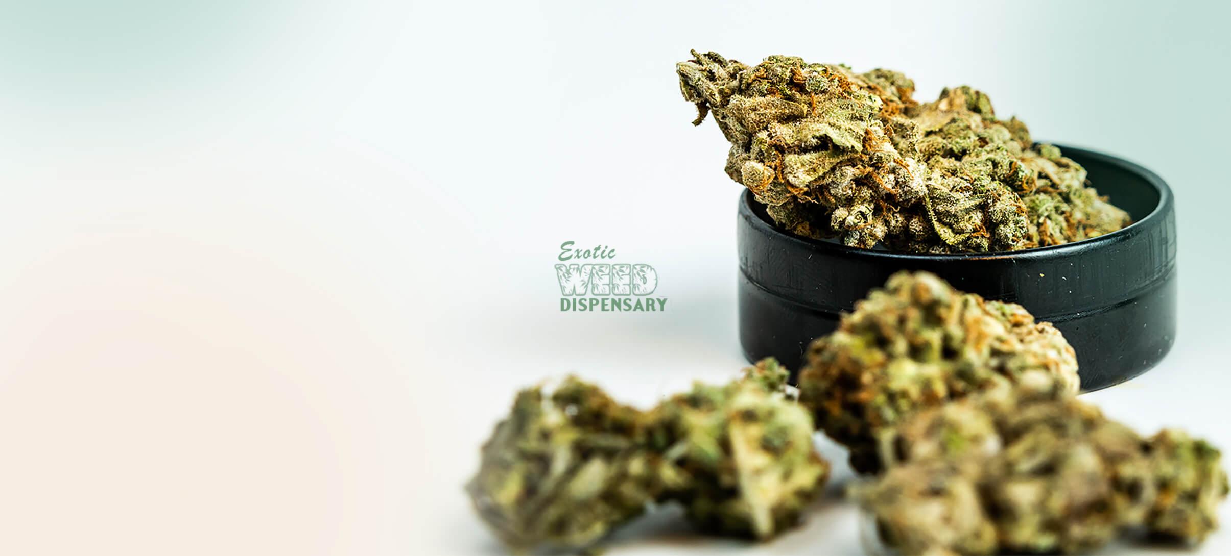 Cannabis business social network