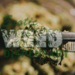 10 Best Hybrid Strains for Your Next Smoke Session