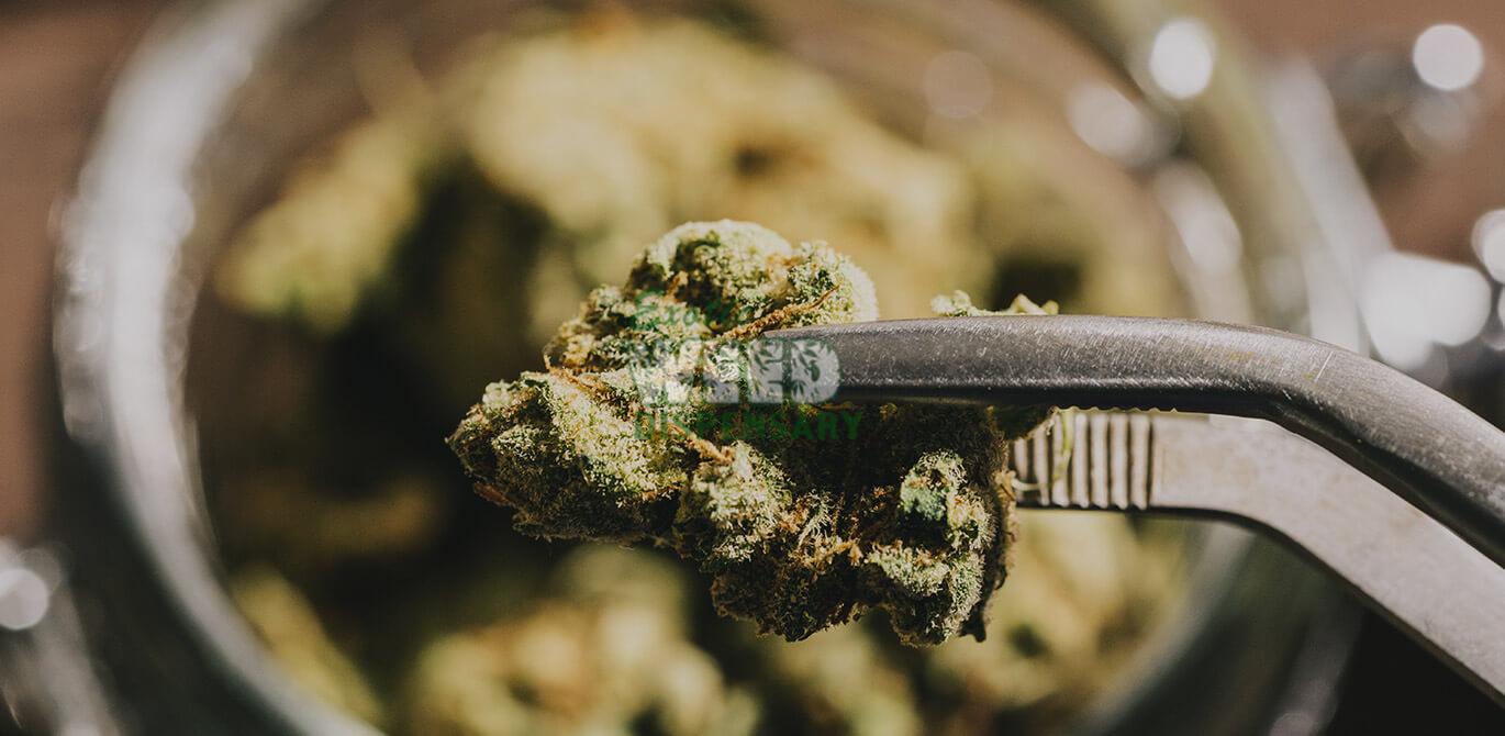 best hybrid strains