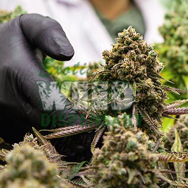 High THC Strains 2022