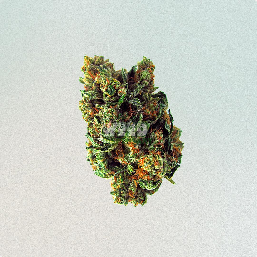 hybrid strains