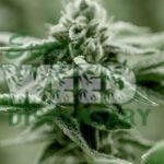 Can you buy weed in Florida?
