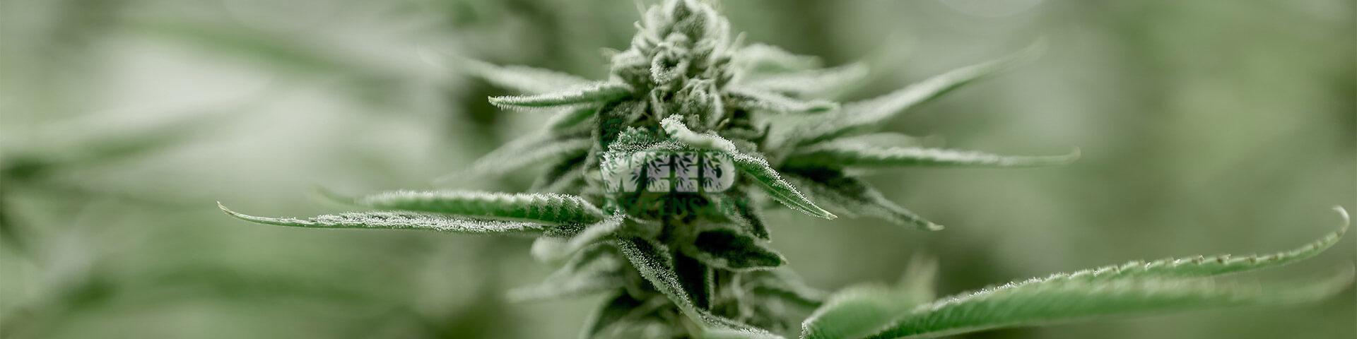 Can you buy weed in Florida?