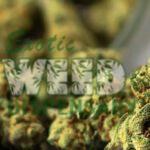 8 Amazing Benefits of Quitting Weed Smoking