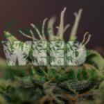What Is medical vs recreational weed?