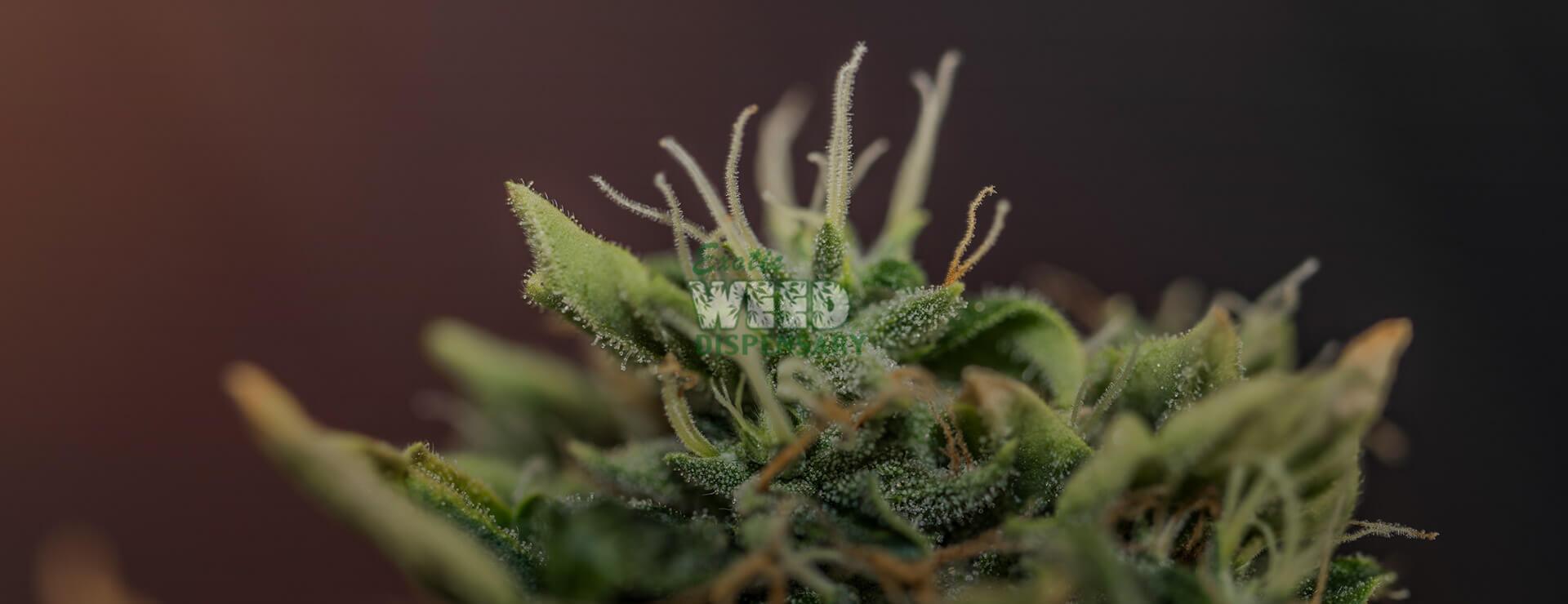 medical vs recreational weed
