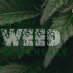 what is cbd flower?