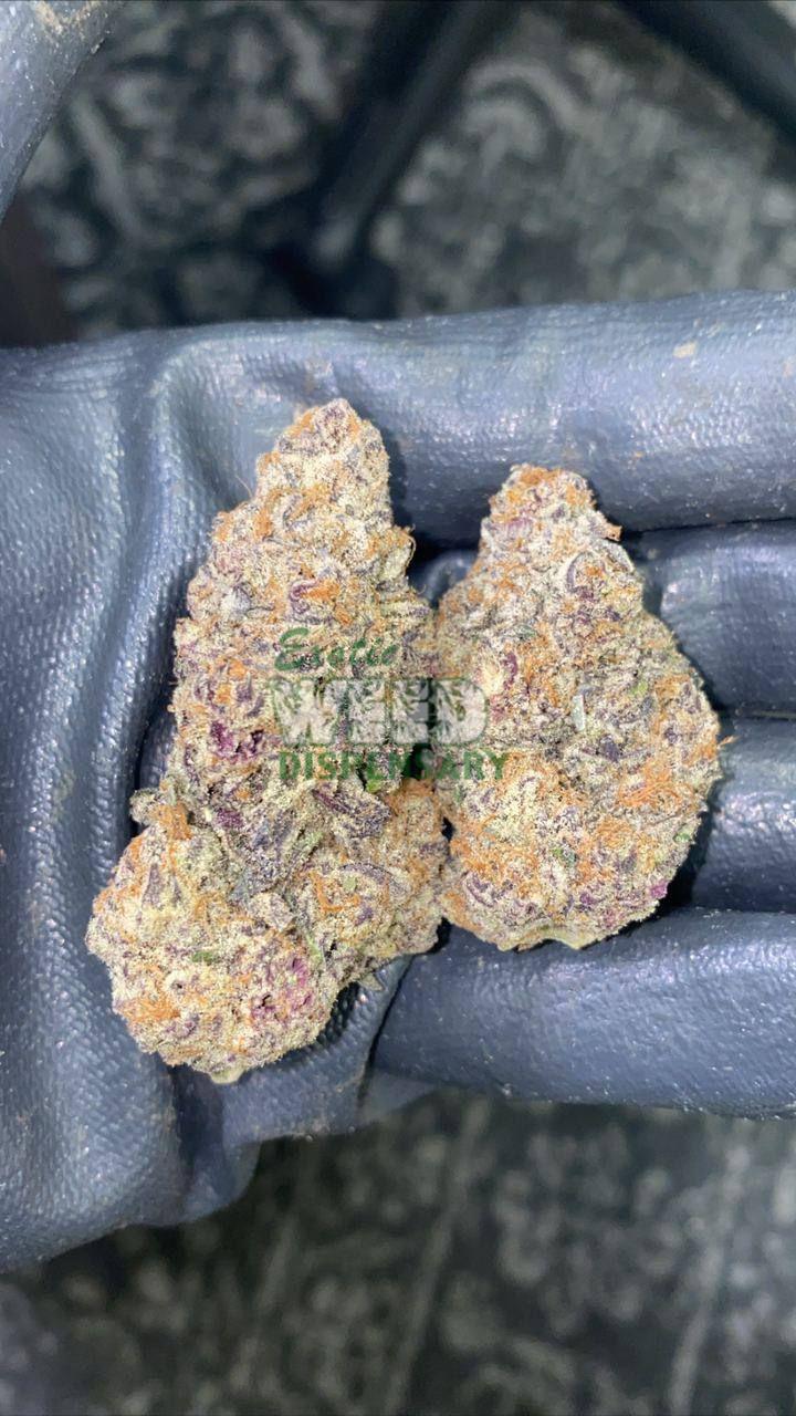mimosa strain