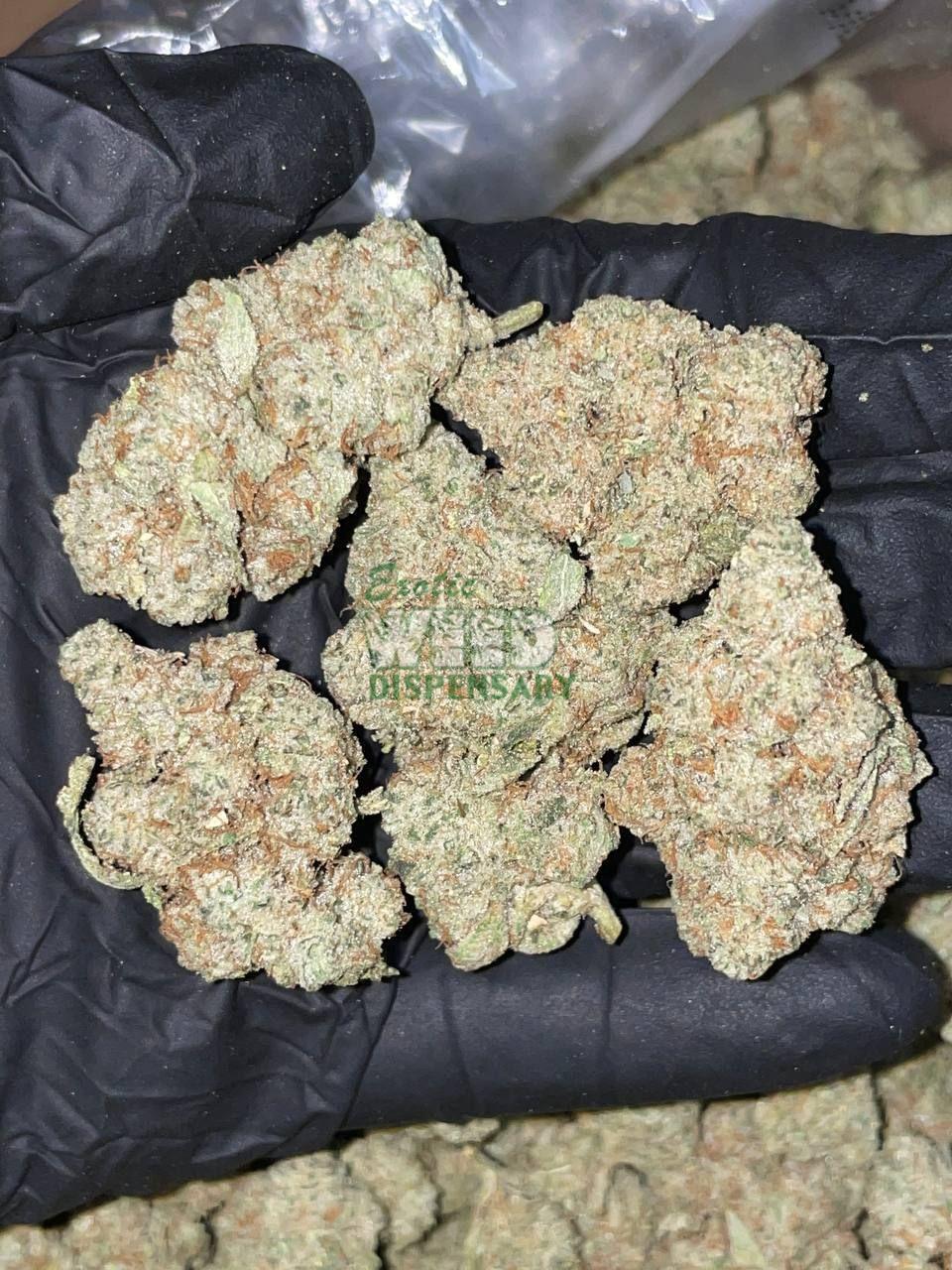 white widow strain