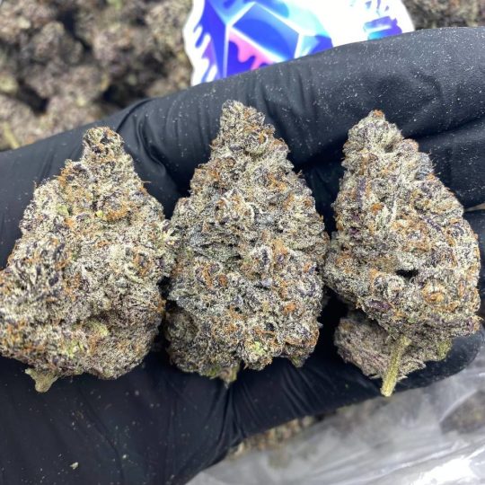 Oreoz strain