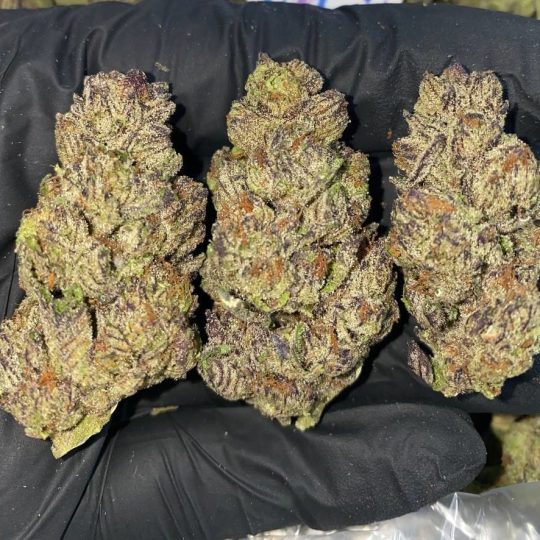 Italian Ice Strain