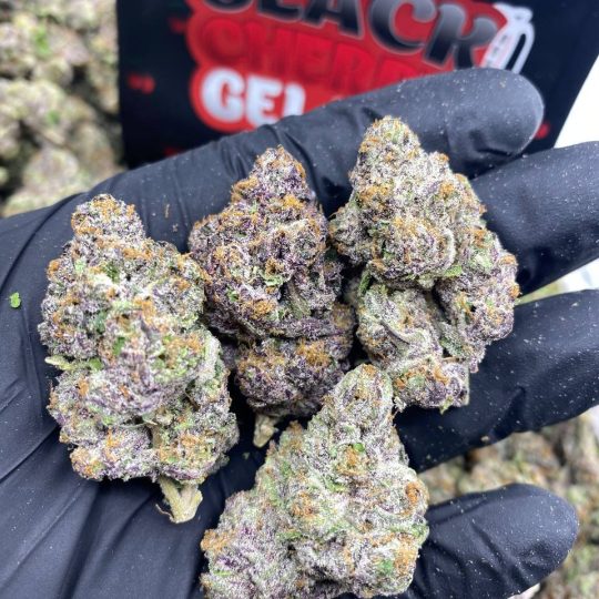 Black Cherry Gelato Strain